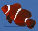   ,   ,   (Premnas biaculeatus), XL 