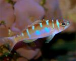  ,  ,  (Serranus tortugarum),  M 