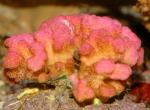  (Pocillopora sp.), S 