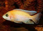   (Aulonocara sp. "rose"), L 