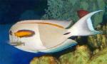   (Acanthurus olivaceus), M 