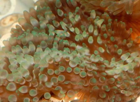 Актиния пузырчатая (Entacmaea quadricolor, Physobrachia ramsayi), XL 