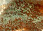   (Entacmaea quadricolor, Physobrachia ramsayi), XL 