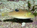    (Canthigaster solandri), M 