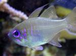  ,   (Apogon leptacanthus), M 