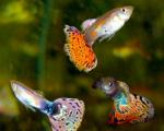    (Poecilia reticulata var.), M 