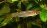   (Copella arnoldi), L 