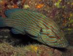   (Cephalopholis formosa), L