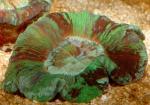   (Trachyphyllia geoffroyi), S 
