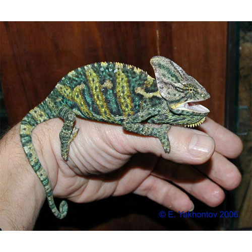  ,   (Chamaeleo calyptratus), S 