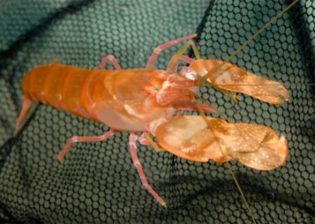 -, - (Alpheidae Gen.sp.), M 