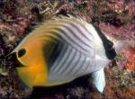  ,   ,  - (Chaetodon auriga), L 