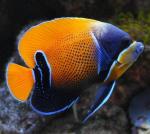    (Pomacanthus navarchus, Euxiphipops navarchus), XL 