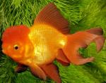   (Carassius auratus var.), XL 