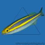    (Pentapodus sp.), M 
