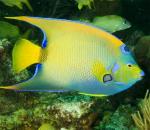 - - ,   (Holacanthus ciliaris), S