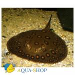     (Potamotrygon motoro), L 