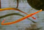 -  (Doryrhamphus multiannulatus, Dunckerocampus multiannulatus), M 