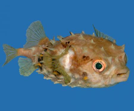 -  (Diodon liturosus), XL 