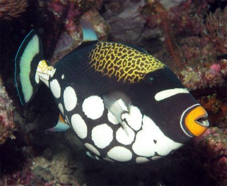  , - (Balistoides conspicillum), XL 