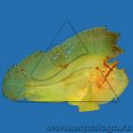 Ерш морской парусный, Рыба-лист (Taenianotus triacanthus), M 