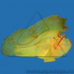   , - (Taenianotus triacanthus), M 