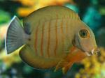    (Acanthurus tristis), M 