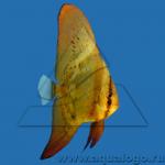   (Platax orbicularis), M 
