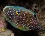- (Calloplesiops altivelis), M 