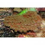  (Turbinaria sp.), S 