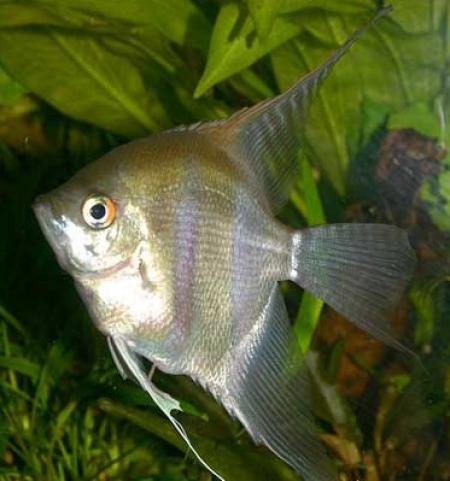   (Pterophyllum scalare var.), L,  