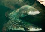   (Arapaima gigas), S 