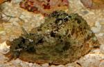    (Dolabrifera dolabrifera), S 