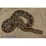   CB (Gongylophis conicus), M 