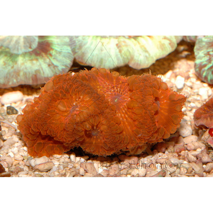  (Blastomussa wellsi), L 