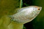    (Trichogaster trichopterus - var.), L 