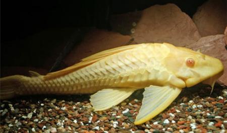   (Glyptoperichthys gibbiceps var., Pterygoplichthys gibbiceps), L 
