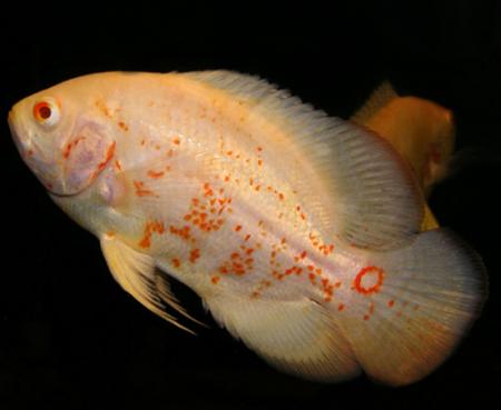 -  (Astronotus ocellatus var. albino), XL 