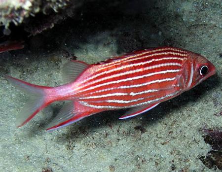 Рыба-белка (Sargocentron sp.), S 
