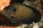  ,   (Centropyge multispinis), M 