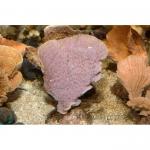  (Montipora sp.), S 