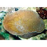  -   (Rhodactis sp.), M 