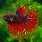   "  " (Betta splendens var.), L  