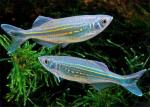   (Devario aequipinnatus, Danio aequipinnatus, Danio "malabaricus"), M 