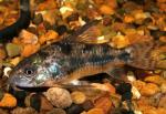 ,   (Corydoras paleatus), L 