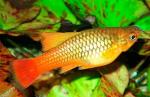    (Xiphophorus maculatus var.), M 