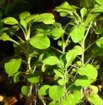    (Lobelia cardinalis "Small form"), M 