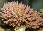   (Acropora sp.), S 