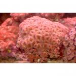  (Acanthastrea sp.), M 