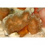  ,   (Heteractis crispa), L 